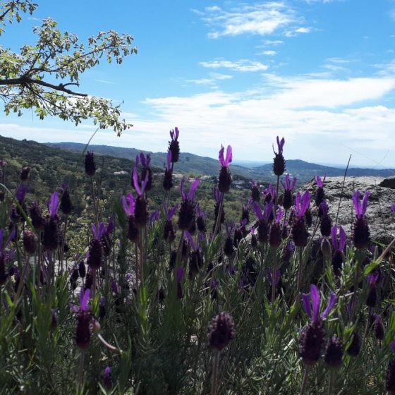 Fragrant lavender all around us