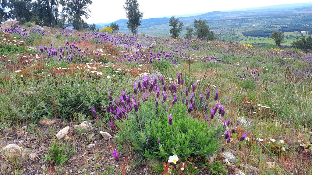 Carpets of fragrant French lavender all over the hillsides
