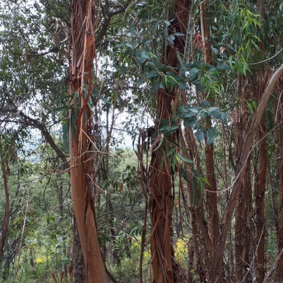 Eucalyptus trees with their curious shedding bark