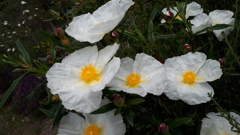 The sunny faces of gum rockrose brightening up the hillsides