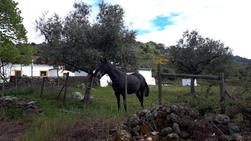 The hungry horse hoping for food