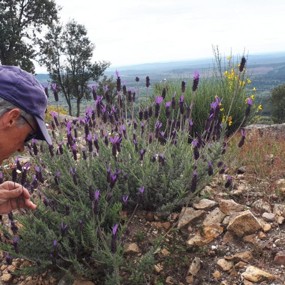 Fragrant French lavender