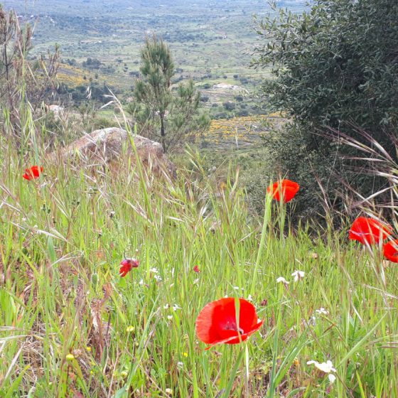 Bright red poppies in the wild grass