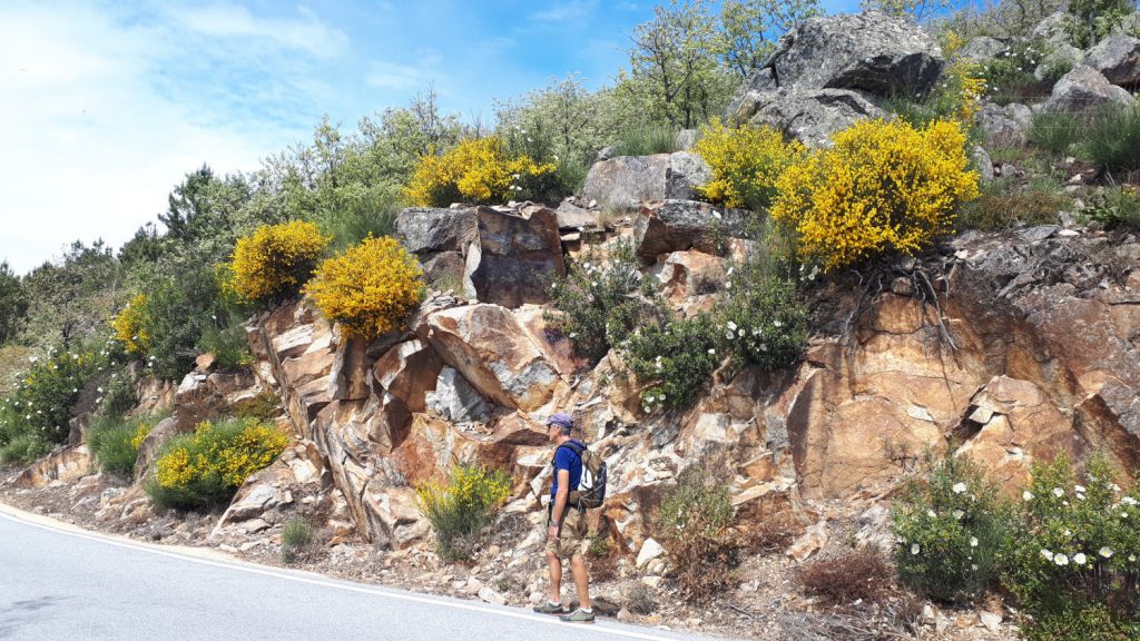 Yellow broom sprouting out of the rocks along the road