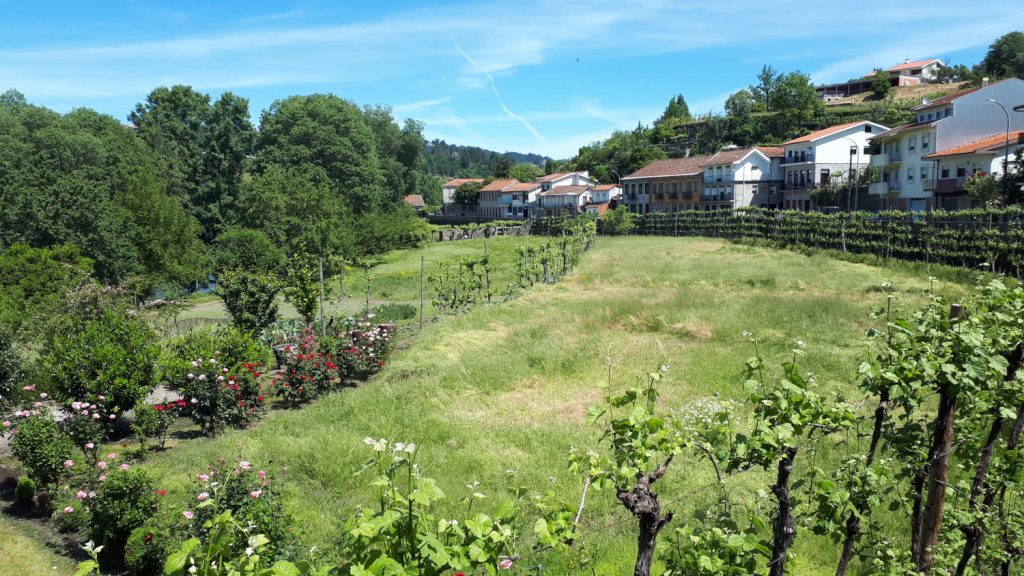 The huge garden plot with vines and veg a plenty.