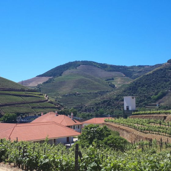 The Quinta do BomFim winery and vineyards