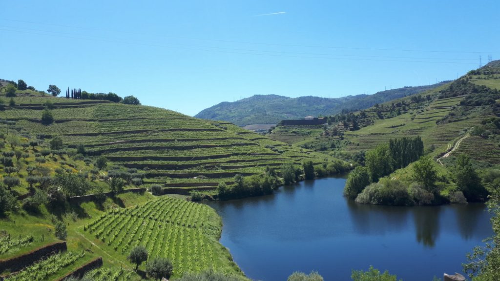 The verdant, green vineyards of the Douro Valley