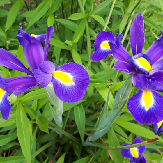 Pretty purple Irises