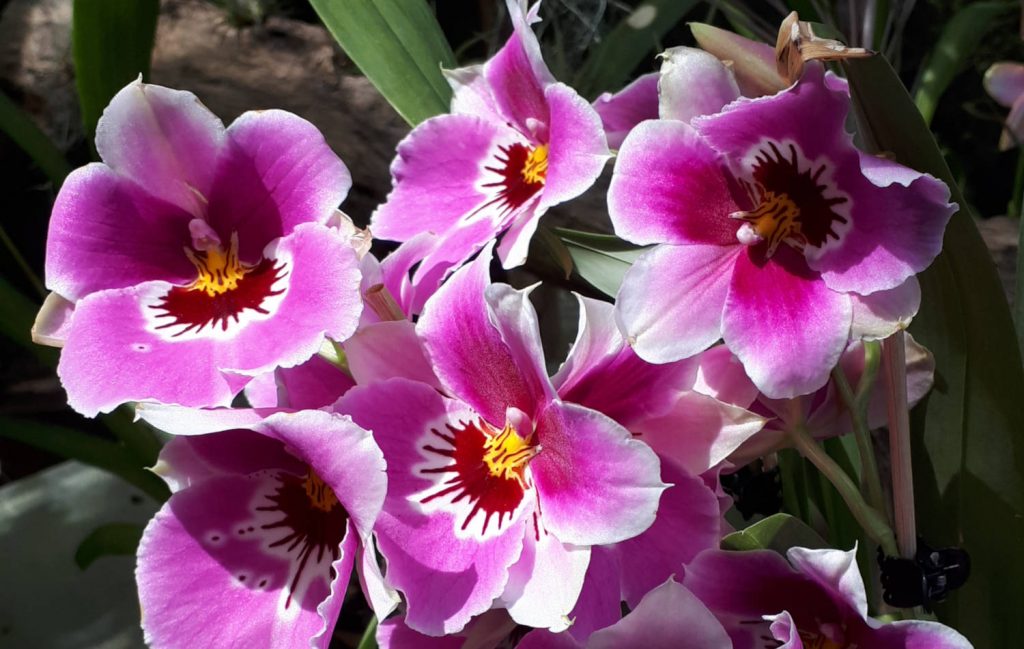 Pink orchids at Chateau Chaumont