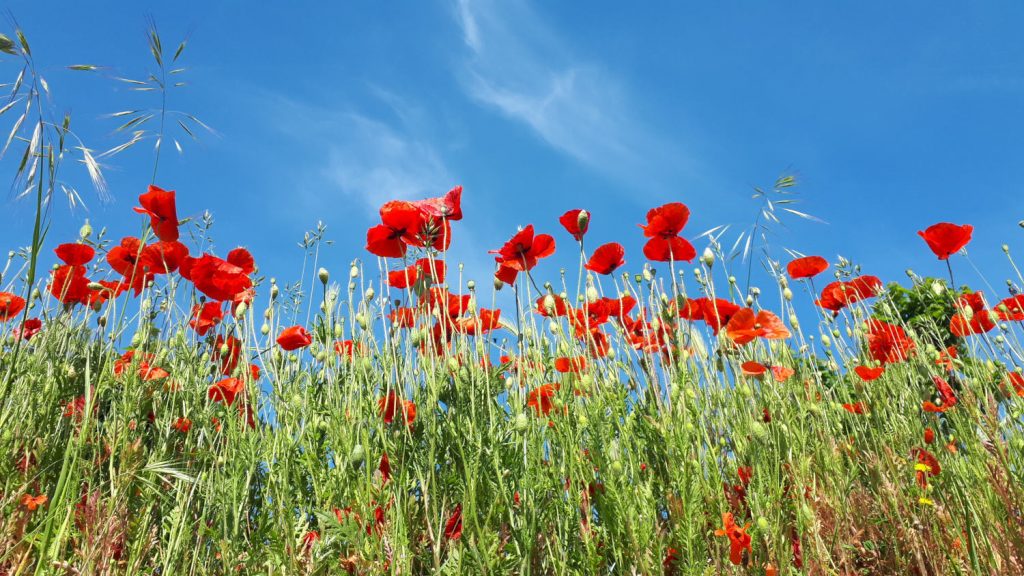 Poppies - pretty as a picture!