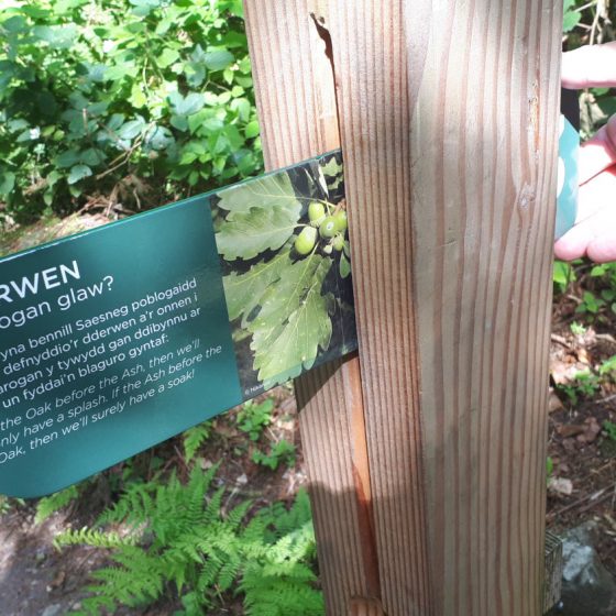 Woodland walk with information panels throughout