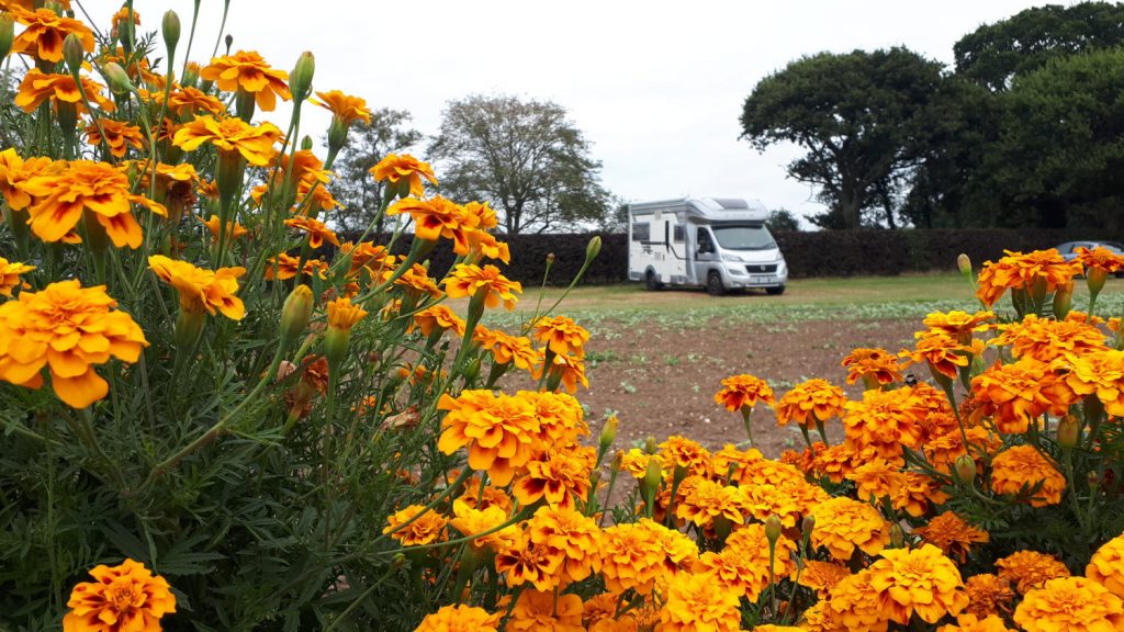 Buzz Laika the motorhome and the dazzling orange marigolds at the Cat & Fiddle PYO Farm