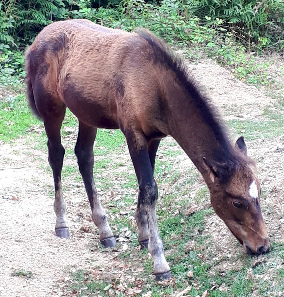 This little foal didn't seem to have a care in the world and certainly wasn't going to move out of the way for Buzz!