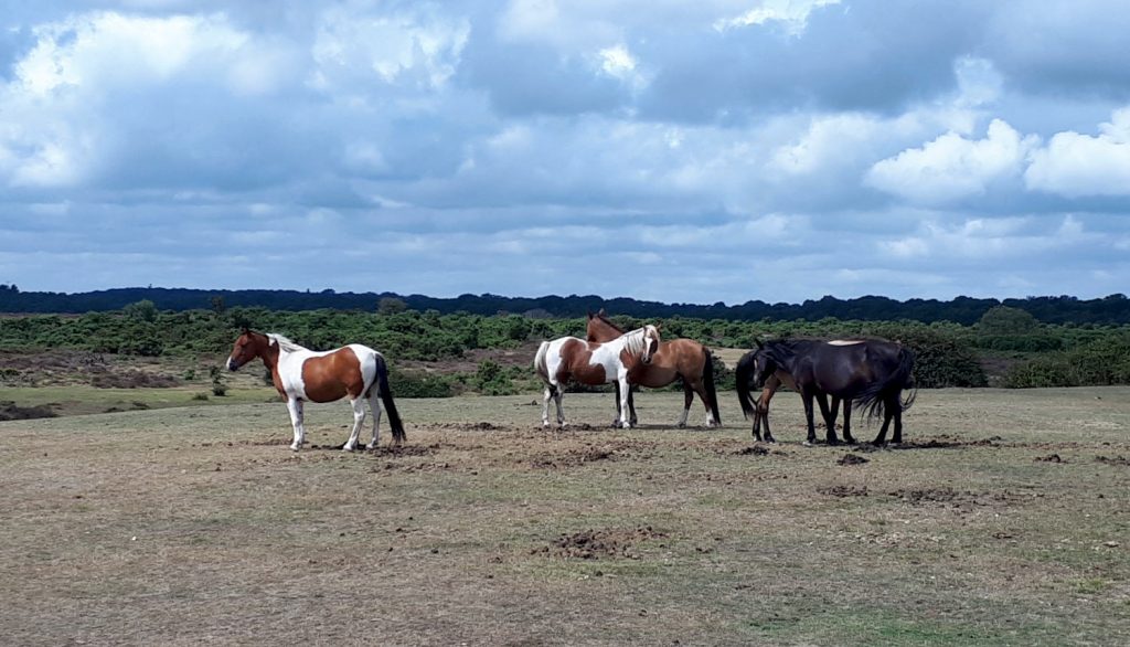 The landscape is lovely on its own but add some ponies into the mix and its just beautiful!