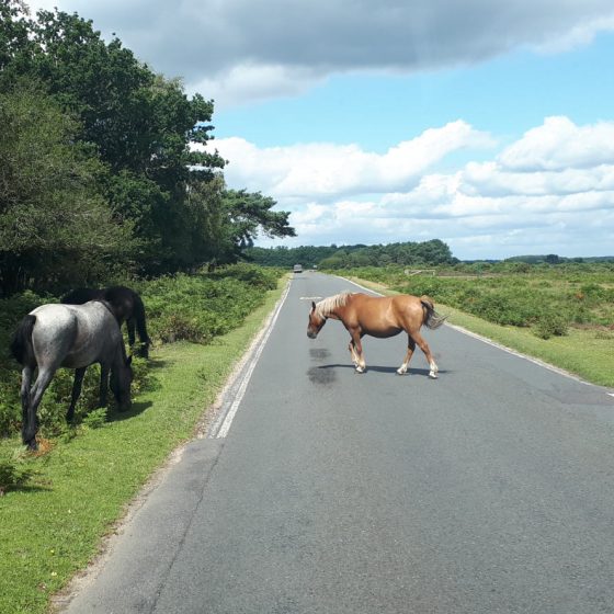Traffic doesn't seem to phase these ponies at all, they just go where they want!