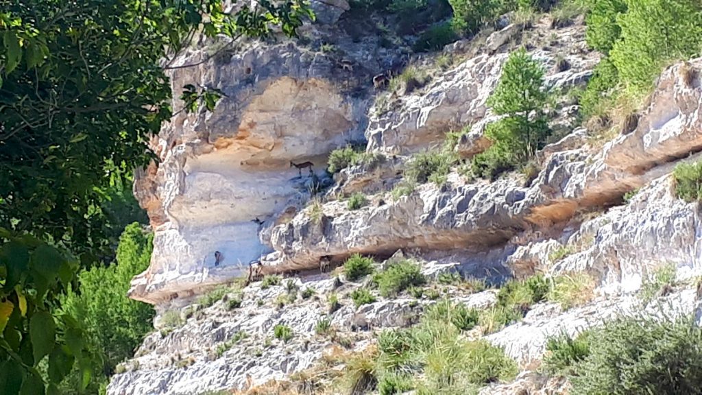 Wild mountain goats watching us as we watched them