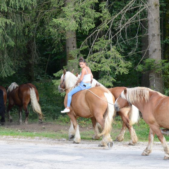 The beautiful Comtois horses going to bed