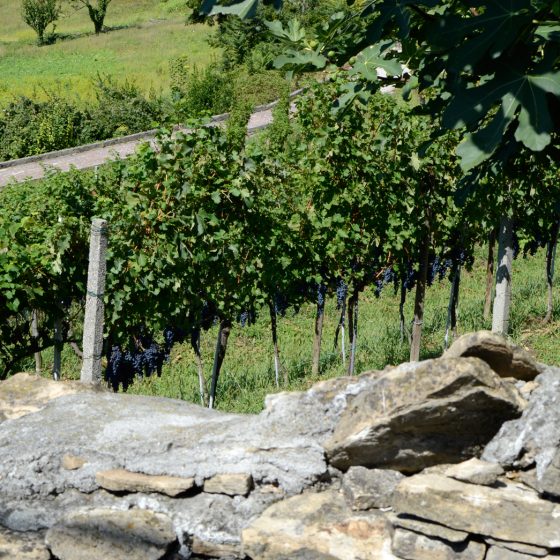 Bergamo blackgrape growing in a garden