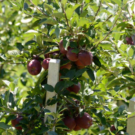 Dolomites Red Delicious Apples