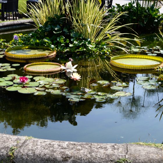 Lake Maggiore Pond Pallanza