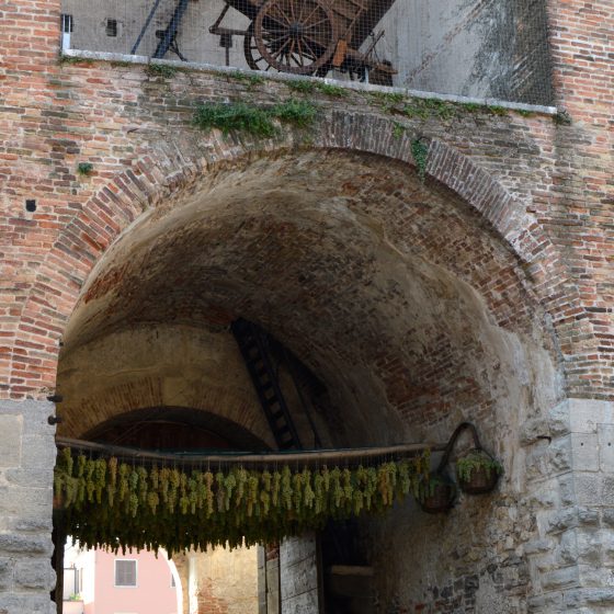 Soave Grapes ready for the grape festiva