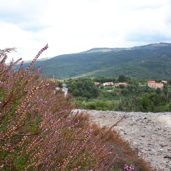 Pink heather in Sasso Pisano