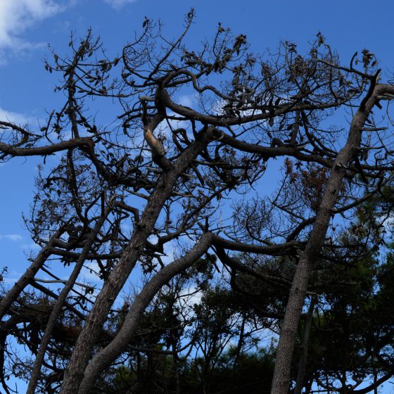 Celina Beach side trees