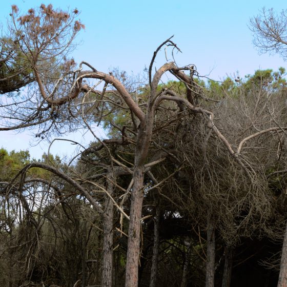 Celina pine trees