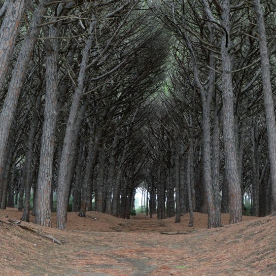 Celina Tree avenue