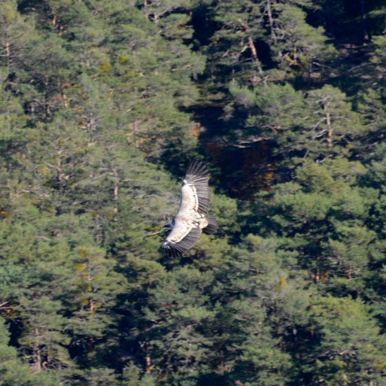 Vulture circling over the gorges du Verdon