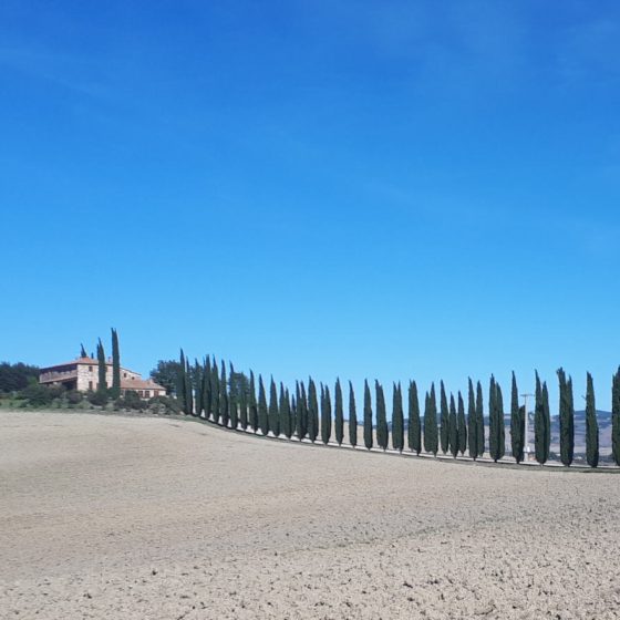 Typical Tuscan row of cypress trees