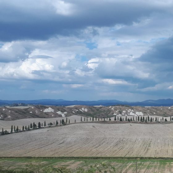 Cypress trees and dunes