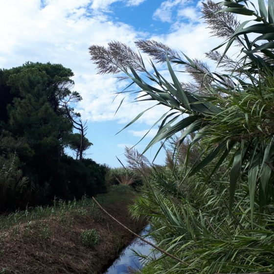 Bamboo lined waterways Cecina