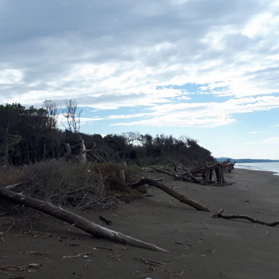 Beach at Cecina