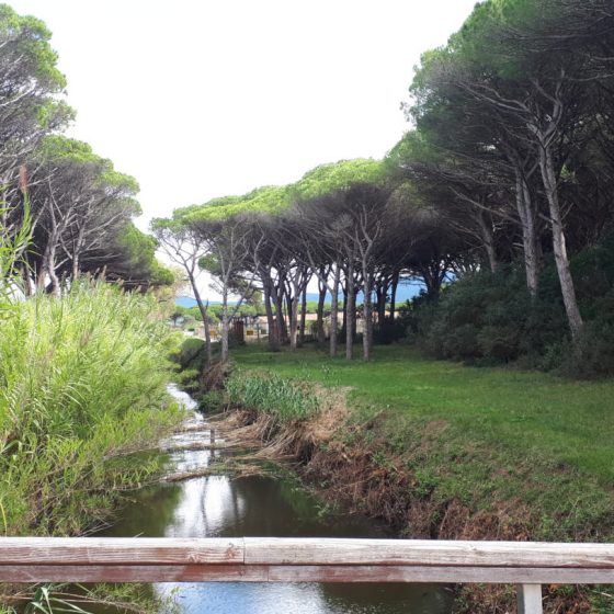 Waterways lined with bamboo and pine trees