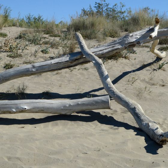 Driftwood on the beach