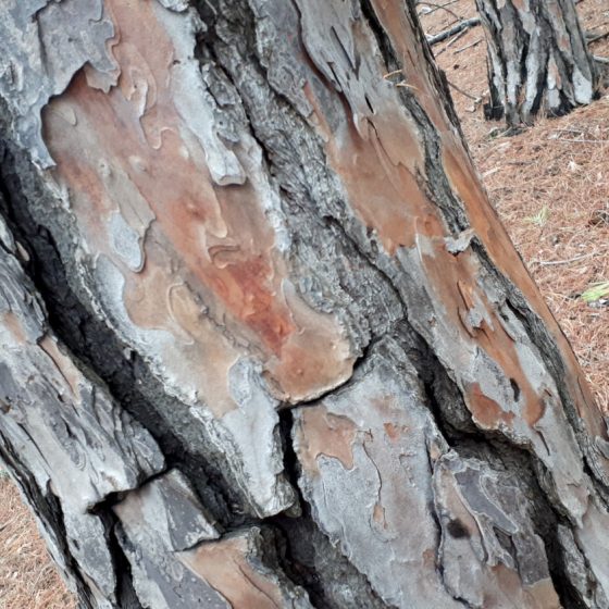 Pine tree bark