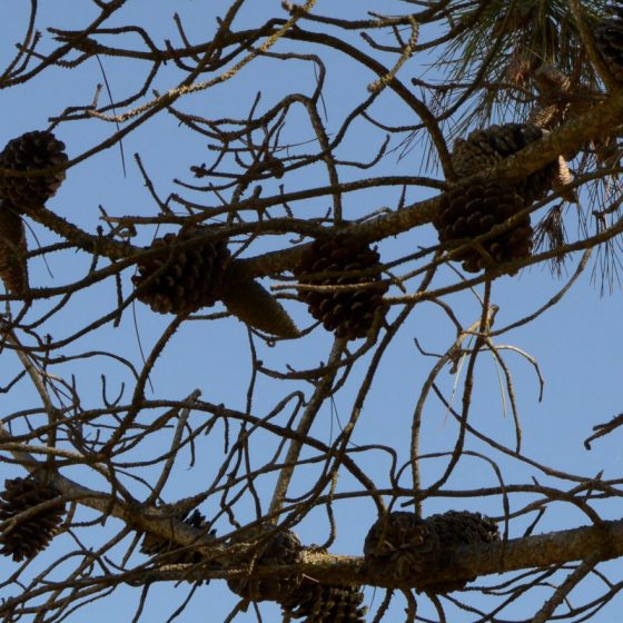 Pine cones on the tree