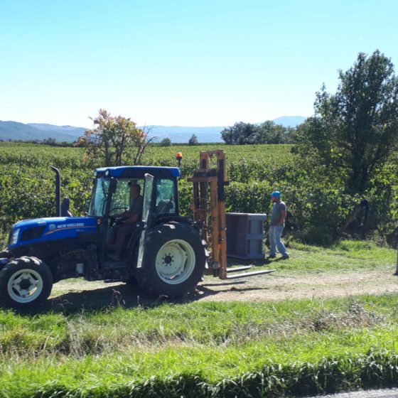 Chianti grape harvest Tuscany
