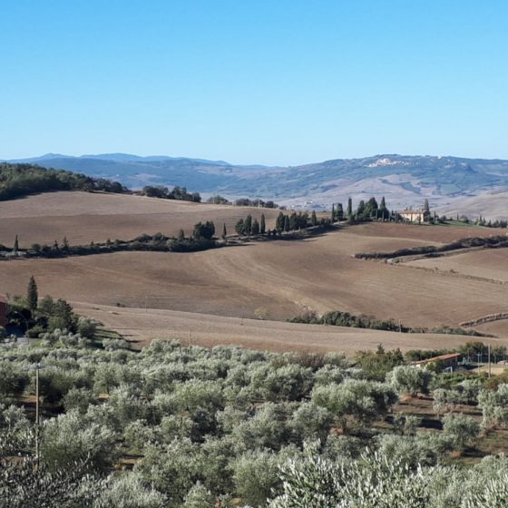 Olive groves in Tuscany