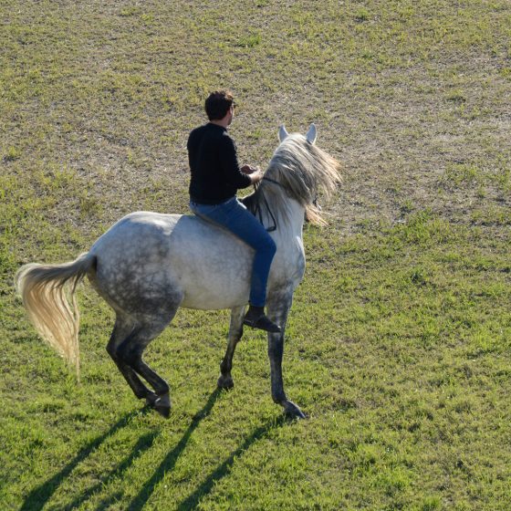 Aigues-Mortes - Camargue Horseman riding bare back