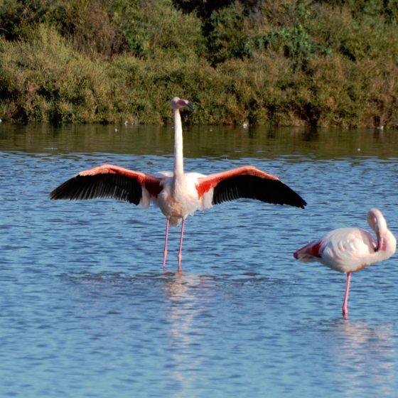 Camargue - Flamingo stretching his wings
