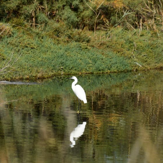 Camargue - White Herron waits patiently