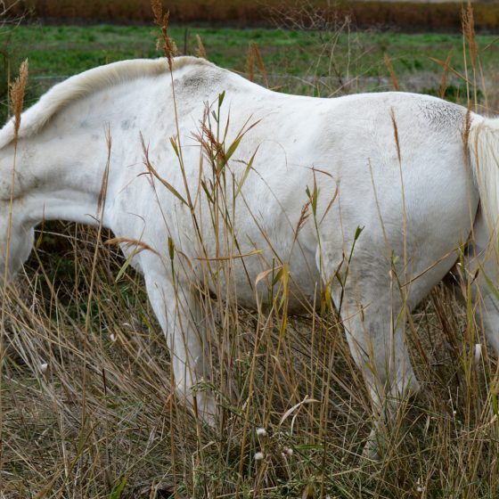 Camargue - Distinctive Camargue Horse with thick powerful neck