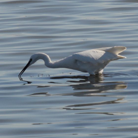 Camargue - Ibis fishing in a lagoon