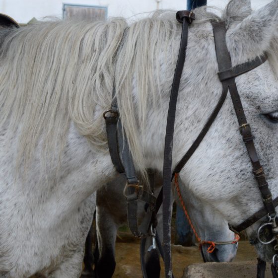 Camargue - Oisay Julians Sturdy patient mount