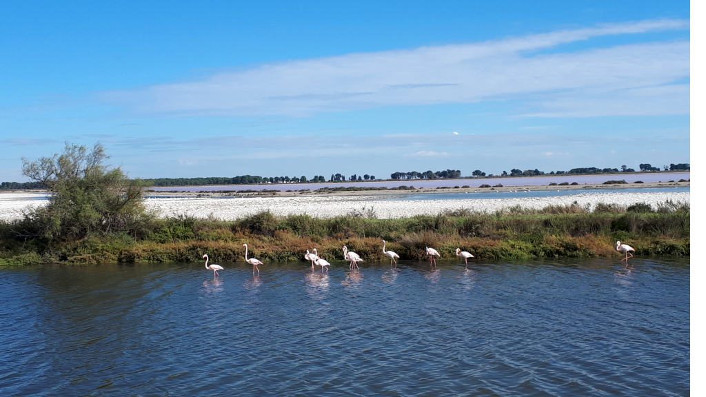 Flamingoes in the wetlands of the Camargue,, France