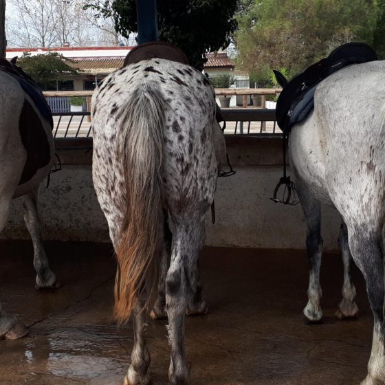 Enjay and his horse mates before our ride