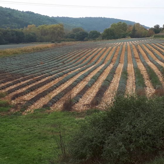 Lavender field just outside Moustiers St Marie