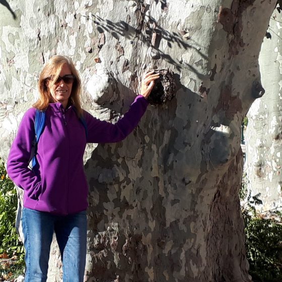 Plane trees with camouflage barks in Jouques